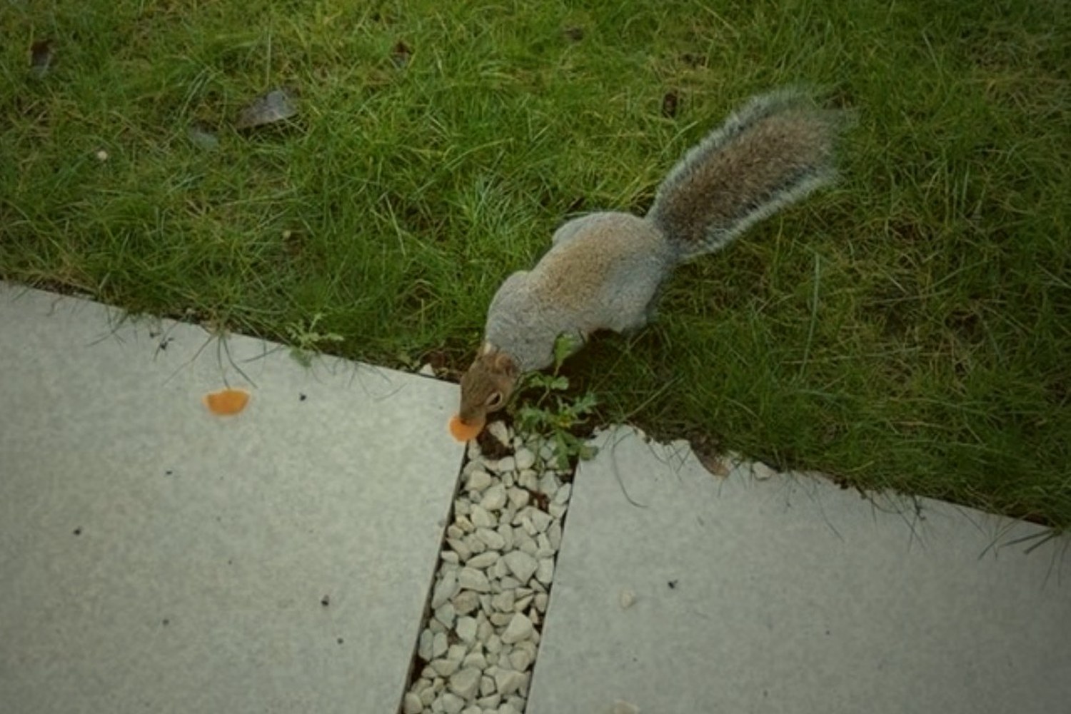 A grey squirrel in the garden